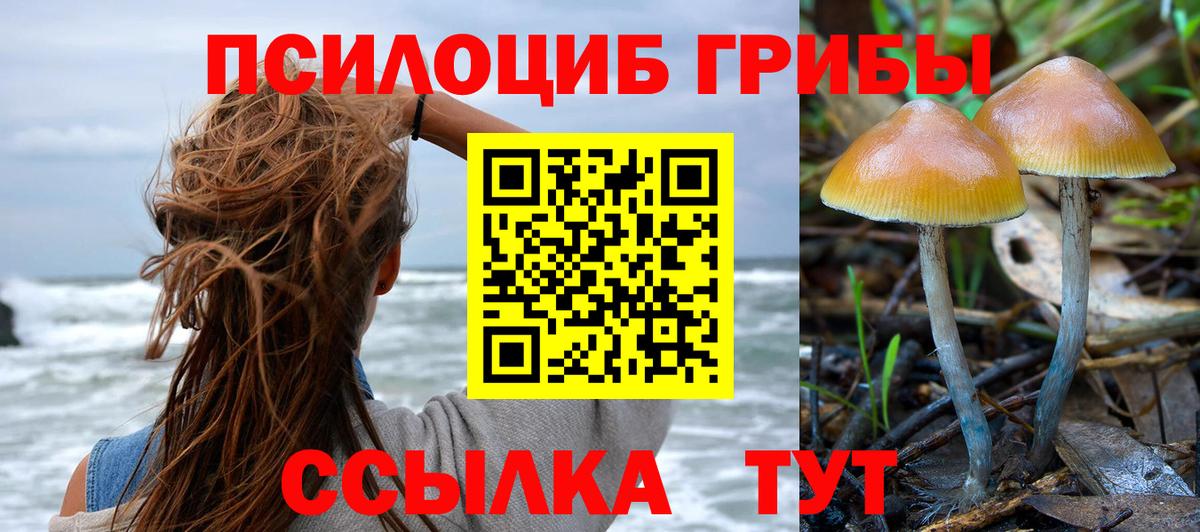 Псилоцибиновые грибы Psilocybe Сунжа