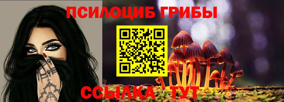 закладка  Вход с VPN  Псилоцибиновые грибы прущие грибы  Сунжа  Галлюциногенные грибы Psilocybe 